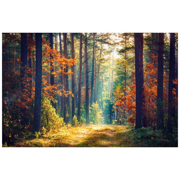 NC The View from Here DP23404 34 Autumn Warmth