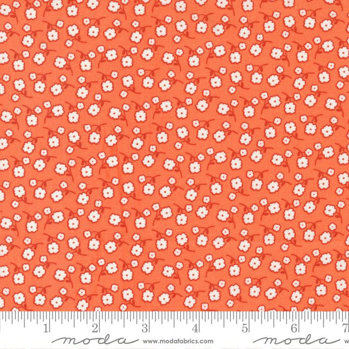 MO Zinnia Clementine