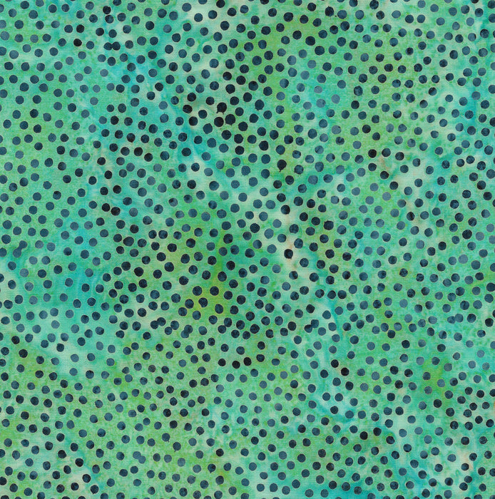 IB Spots Kiwi