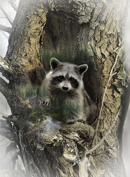HO Call of the Wild PANEL Raccoon