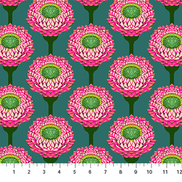 NC Anna Maria Strawflower Bursting