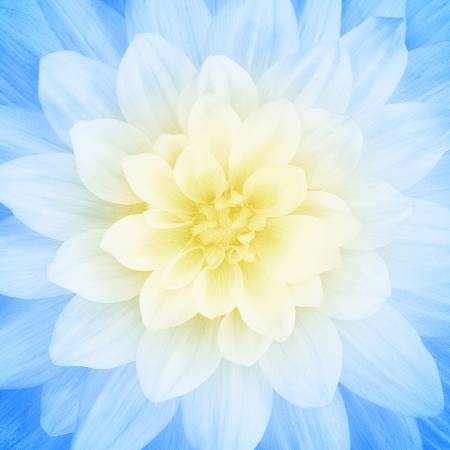 HO Dream Big Blue Large Flower 43in x 43in