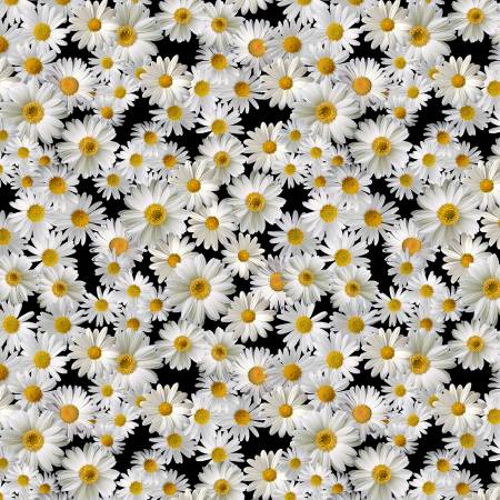 TT Black Blooming Packed Daisies
