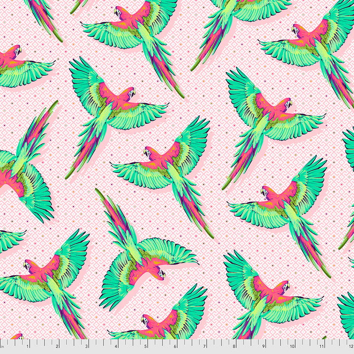 FS Macaw Ya Later-Daydreamer-Dragonfruit