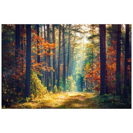 NC The View from Here DP23404 34 Autumn Warmth