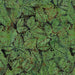 IB  Leaves-Eucalyptus