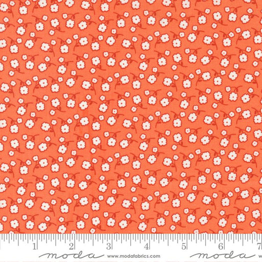 MO Zinnia Clementine