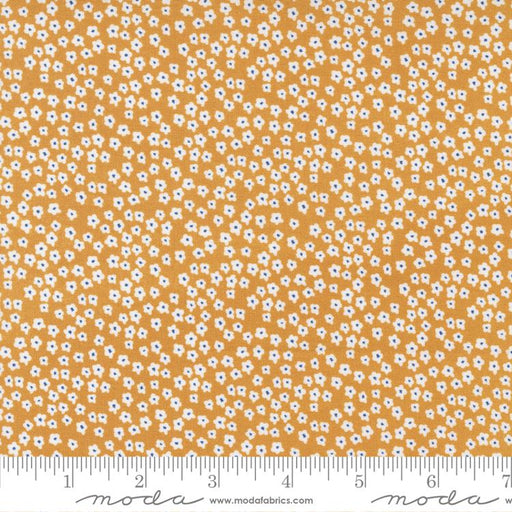 MO Graze Blooms Sunshine
