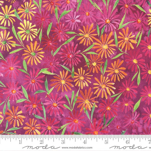 MO Eufloria Dahlia 