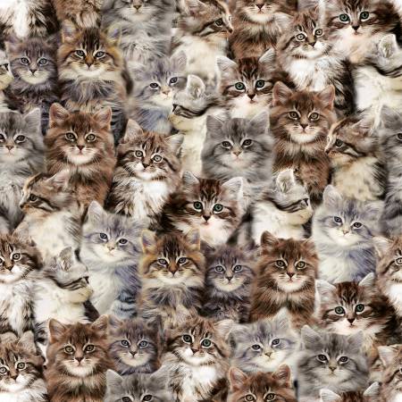 WD One of a Kind 50060D X Multi Kittens