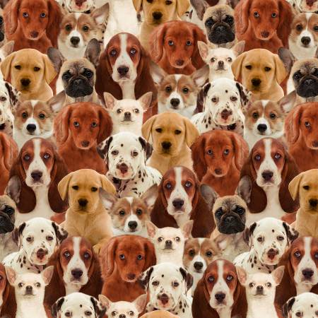 WD One of a Kind 50065D X Multi Puppies