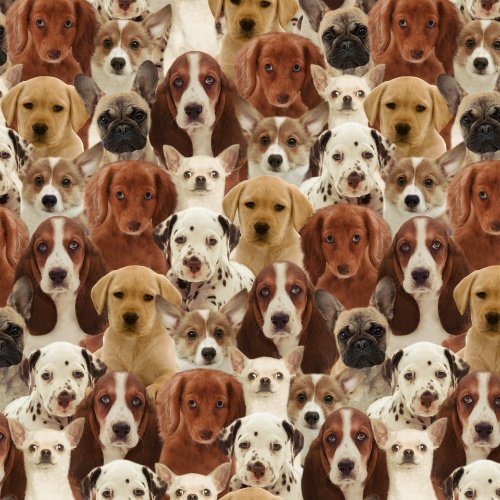 WD One of a Kind-Puppies
