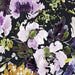 WD Blooms Cotton Lawn 51279L-1