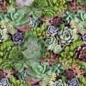 WD Succulents 50908
