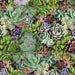 WD Succulents 50908