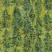 IB  Evergreen Green Ivy