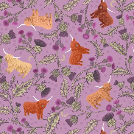 LI Highland cow and thistle on heather A873