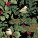 BE Festive Chickadees 4742M 12 Chickadees & Holly Allover Black
