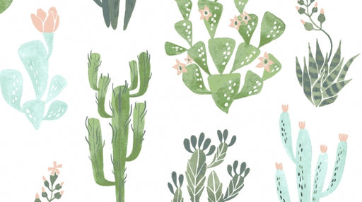 DS Cacti-White