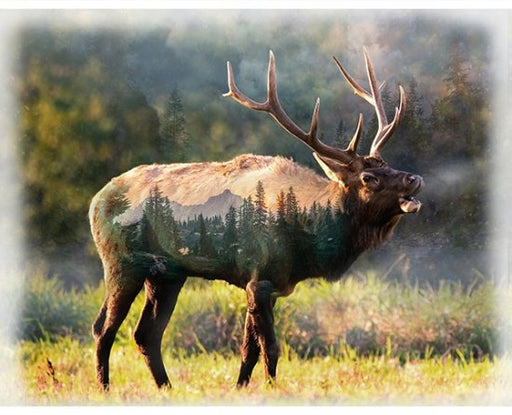HO Wild Elk Sunset Panel