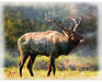 HO Wild Elk Sunset Panel